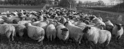 Black-headed domestic sheep (Ovis gmelini aries) penned for loading on the pasture in the early