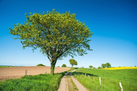 Field path leads through typical landscape with rolling hills, fields and trees under a blue sky in
