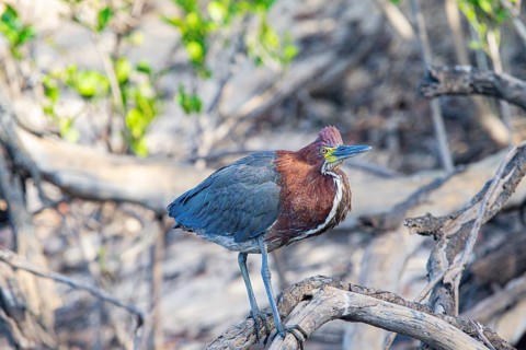Rufescent tiger heron (Tigrisoma lineatum) Pantanal Brazil