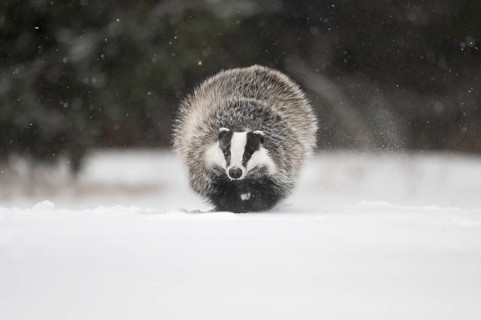 Badger in the snow, Wittlich, Rhineland-Palatinate, Germany, Europe
