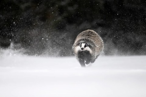 Badger in the snow, Wittlich, Rhineland-Palatinate, Germany, Europe