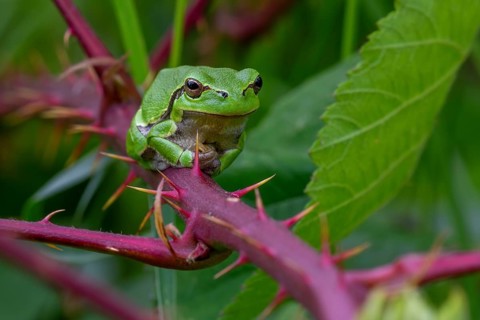 European tree frog (Hyla arborea, Rana arborea) sunning on prickly stem of bramble bush in spring,
