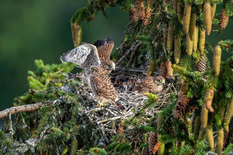 Common kestrel (Falco tinnunculus), young birds not yet ready to fly in the nest,
