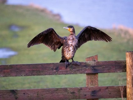 Great Cormorant (Phalacrocorax carbo), immature, sitting on wooden fence, drying its wings, island