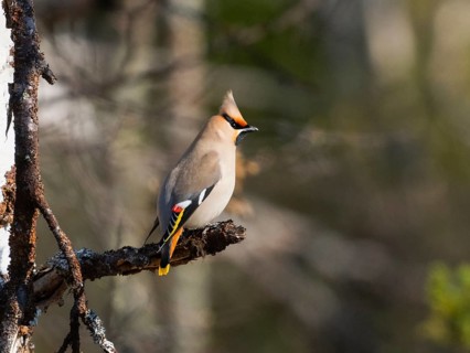 Bohemian waxwing (Bombycilla garrulus) perched on branch, May, Finnish Lapland