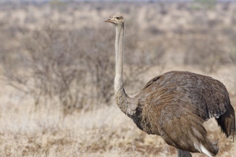 South African ostrich (Struthio camelus australis), adult female standing in dry grassland, alert,