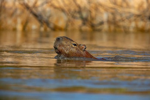 Capybara (Hydrochaeris hydrochaeris) Pantanal Brazil