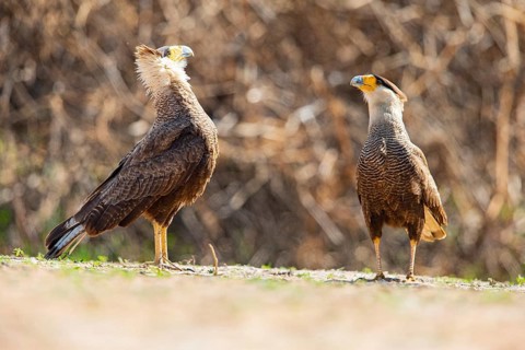 Crested caracara (Polyborus plancus) Pantanal Brazil