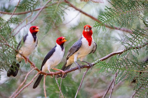 Red-crested Tanager (Paroaria coronata) Pantanal Brazil