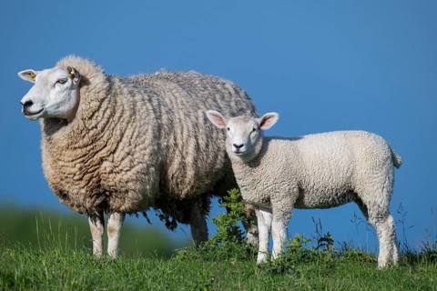 Ewe with lamb on the dyke, Hauke-Haien-Koog, North Frisia, Schleswig-Holstein, Germany, Europe