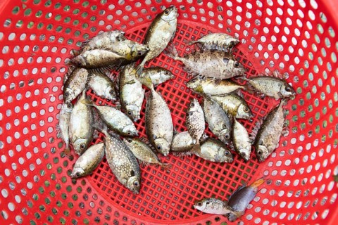 Freshly caught fish from Lan Ha Bay lying in a red pastry basket, Halong Bay, Vietnam, Asia