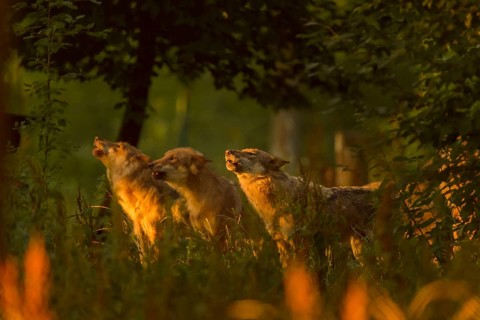 Wolf (Canis lupus), three wolves howling at sunrise, summer, Germany, Europe