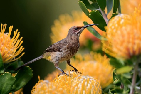 Cape Honeybird (Promerops cafer), adult, female, on flower, Protea, vigilant, Kirstenbosch Botanic