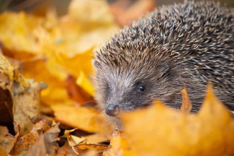 European hedgehog (Erinaceus europaeus) adult animal amongst fallen autumn leaves, England, United