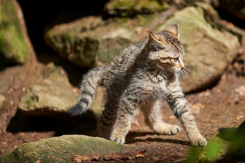 Close-up of European wildcat (Felis silvestris silvestris) kitten in spring in the bavarian forest