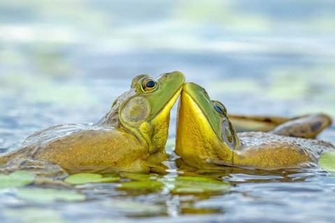 Bull frogs Lithobates catesbeianus. Male bull frogs fighting during the breeding season. La