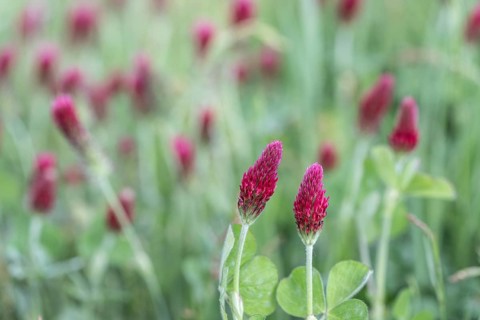 Incarnate clover (Trifolium incarnatum), Emsland, Lower Saxony, Germany, Europe