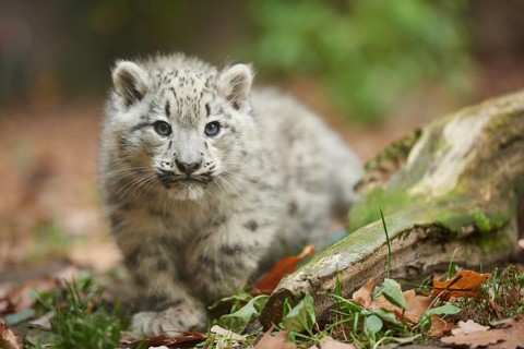 Snow leopard (Panthera uncia) or (Uncia uncia) cute cub in a forest, captive