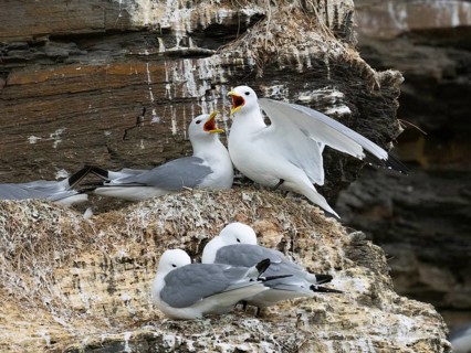 Black-legged kittiwake (Rissa tridactyla), greeting ceremony of pair at nest in breeding colony, on