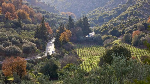 Small road winds through a forest and hills with lush vegetation in autumnal colours, vineyard,