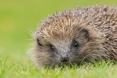 European hedgehog (Erinaceus europaeus) adult animal on a garden grass lawn, Suffolk, England,