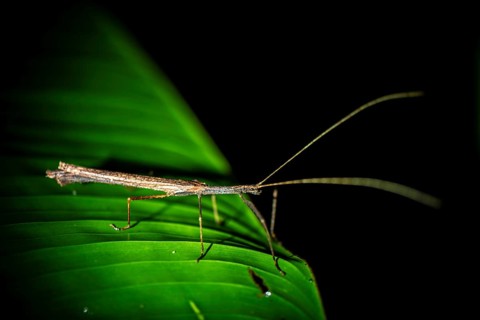 Stick insect (Phasmatodea) sitting on a leaf, at night in the tropical rainforest, Refugio Nacional