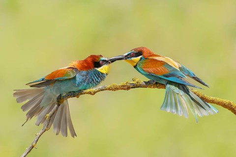 Bee-eater (Merops apiaster) pair arguing violently on a branch, couple, wildlife, animals, birds,