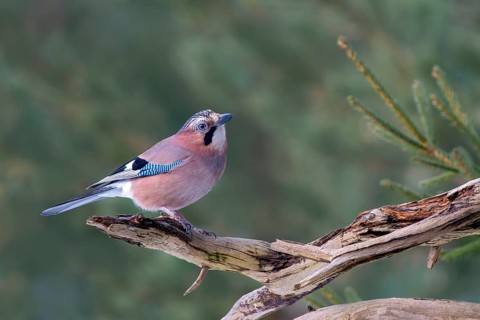 Eurasian jay (Garrulus glandarius), sitting on a branch, Terfens, Tyrol, Austria, Europe