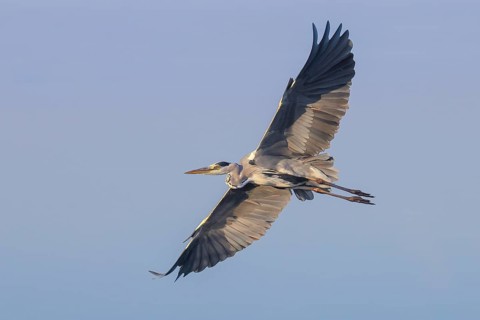 Grey heron (Ardea cinerea), adult, in flight, wildlife, heron, waterfowl, Baltic Sea coast, Fehmarn