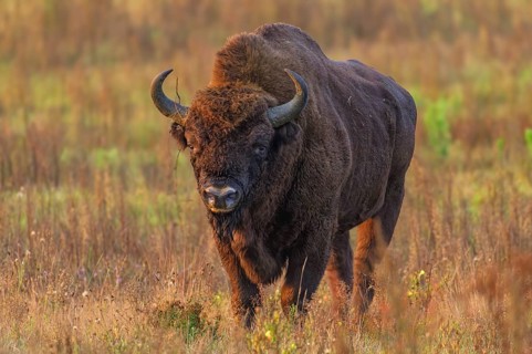European bison (Bison bonasus) in a clearing in the Bialowieza Forest, Poland, Europe