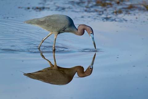 Great Blue Heron (Egretta caerulea), Black Point Wildlife Drive, Titusville, Florida, USA, North
