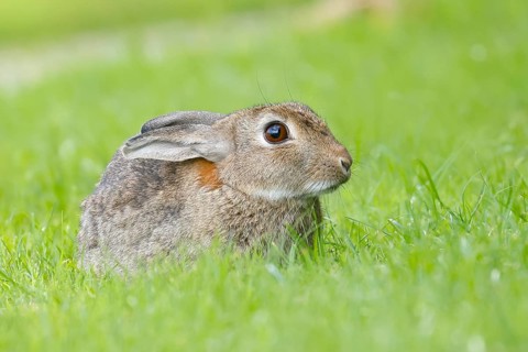 Wild rabbit (Oryctolagus cuniculus), in a meadow, adult, alert, wildlife, mammal, Baltic Sea coast,