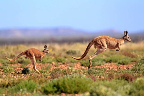 Red kangaroo (Macropus rufus), adult, jumping, mother, young, Tibooburra, Sturt National Park, New