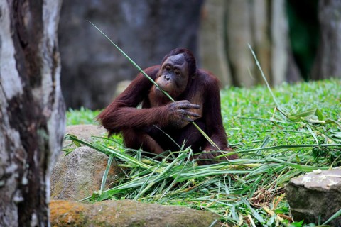 Bornean orangutan (Pongo pygmaeus), adult, female, feeding, Boneo