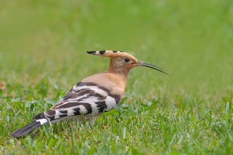 Hoopoe (Upupa epops) standing in the grass, wildlife, animals, birds, migratory bird, Siegerland,