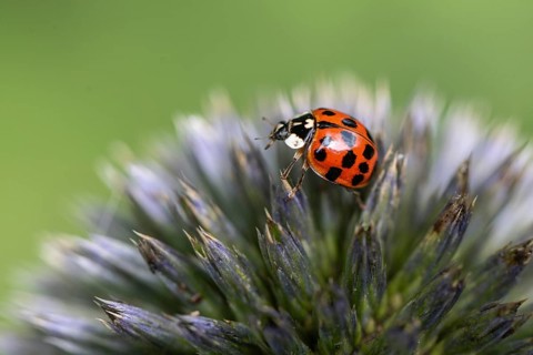 Asian lady beetle (Harmonia axyridis), Emsland, Lower Saxony, Germany, Europe