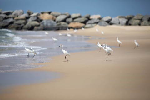 Great egret (Ardea alba, syn.: Casmerodius albus, Egretta alba) at Marari Beach or Strand,