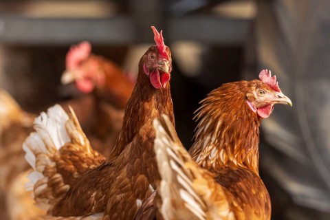 Two brown chickens in intensive close-up under an artificial roof, domestic fowl,