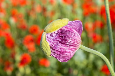 Just opening flower bud of the blue poppy (Papaver somniferum), in the background the red