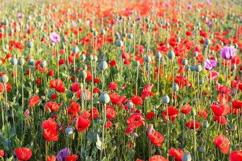 Capsules and individual flowers of the blue poppy (Papaver somniferum) in a field, with the red
