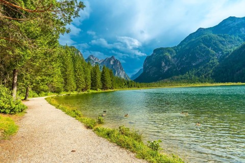 Ducks swimming in the crystal clear waters of lake dobbiaco, surrounded by lush greenery and the