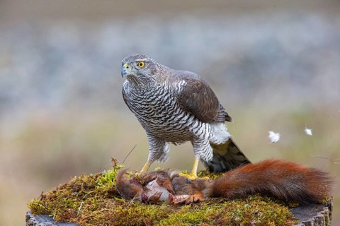 Goshawk (Accipiter gentilis) beheading squirrels Germany