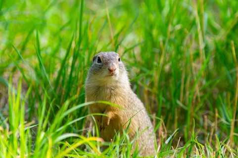 European ground squirrel (Spermophilus citellus) on a meadwo, Bavaria, Germany, Europe