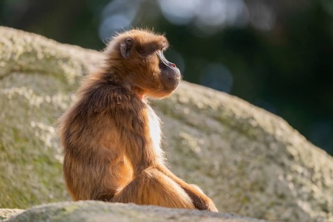 Gelada (Theropithecus gelada) sitting on a rock, captive, Germany, Europe