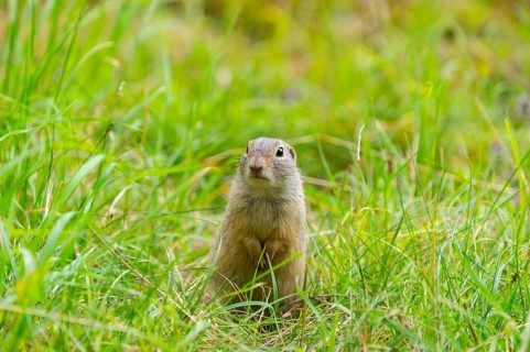 European ground squirrel (Spermophilus citellus) on a meadwo, Bavaria, Germany, Europe