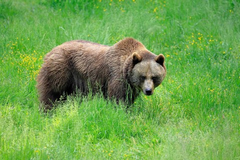 Eurasian brown bear (Ursus arctos arctos), half-grown young, alert, meadow, in summer, Bavarian