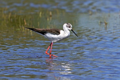 Black-winged stilt (Himantopus himantopus) adult female foraging in shallow water at wetland in
