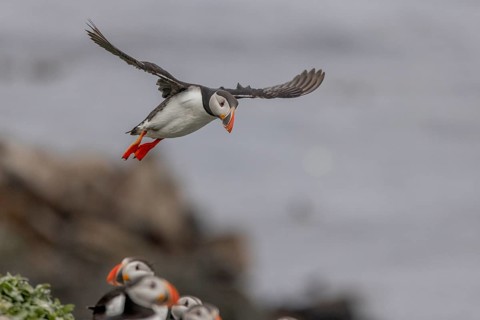 Puffin (Fratercula arctica), approaching to land, Grimsey Island, Iceland, Europe