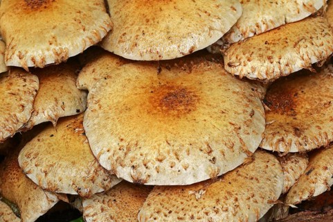 Shaggy scalycap (Pholiota squarrosa), North Rhine-Westphalia, Germany, Europe