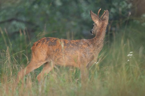 European roe deer (Capreolus capreolus), roebuck changing from winter coat to summer coat,